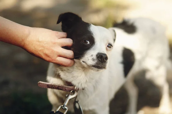 Perro de refugio, concepto de adopción — Foto de Stock