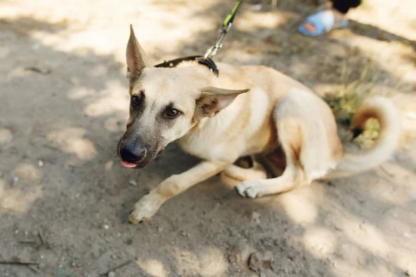 Big brown scared dog from shelter — Stock Photo, Image