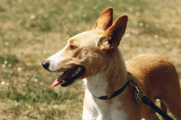 Dog from shelter, adoption concept — Stock Photo, Image