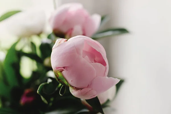 Bella peonia fiori rosa e bianchi — Foto Stock