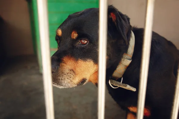 Rotweiler Hund im Tierheim-Käfig — Stockfoto