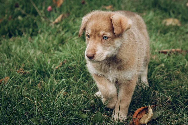 Amazing brown puppy — Stock Photo, Image