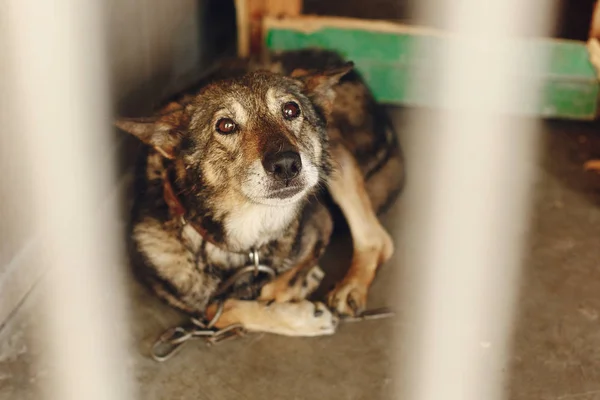 Perro asustado en la jaula refugio — Foto de Stock
