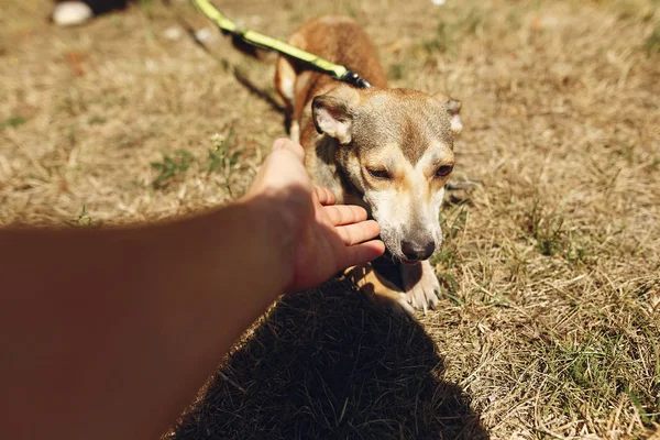 Mão de homem acariciar cão — Fotografia de Stock