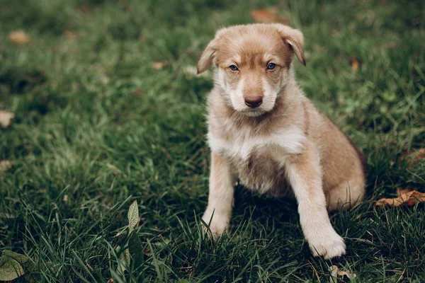 Urocza puppy brązowy z niesamowite niebieskie oczy na tle aut — Zdjęcie stockowe