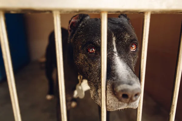 Netter Pitbull-Hund im Tierheim-Käfig — Stockfoto