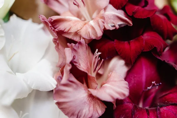 Lindas flores de gladíolo — Fotografia de Stock