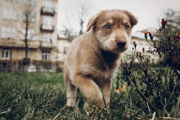 Urocza puppy brązowy z niesamowite niebieskie oczy na tle aut — Zdjęcie stockowe