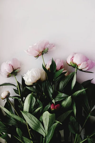 Lovely peony pink flowers — Stock Photo, Image