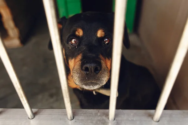 Rotweiler Hund im Tierheim-Käfig — Stockfoto