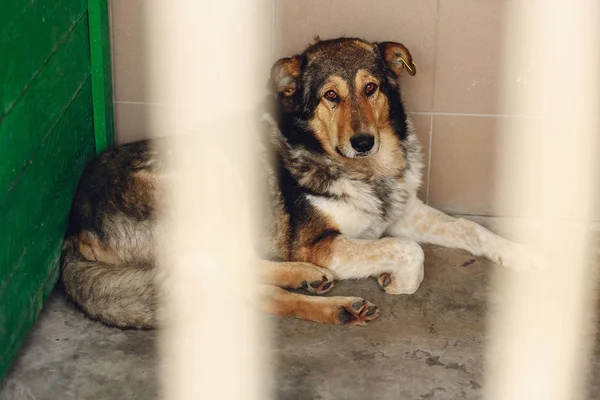 Cão triste deitado na gaiola do abrigo — Fotografia de Stock