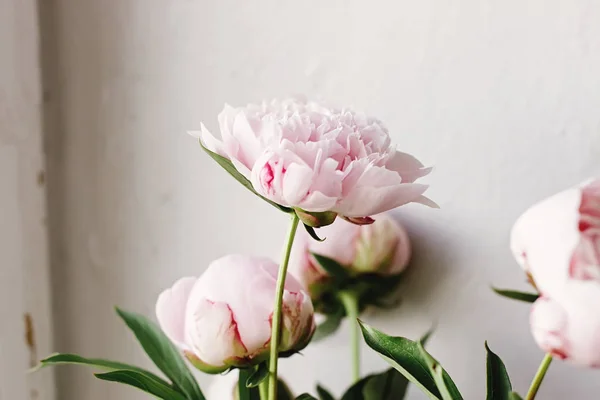 Милі півонійні рожеві та білі квіти — стокове фото