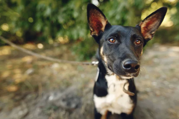 Komik köpek--dan sığınak — Stok fotoğraf