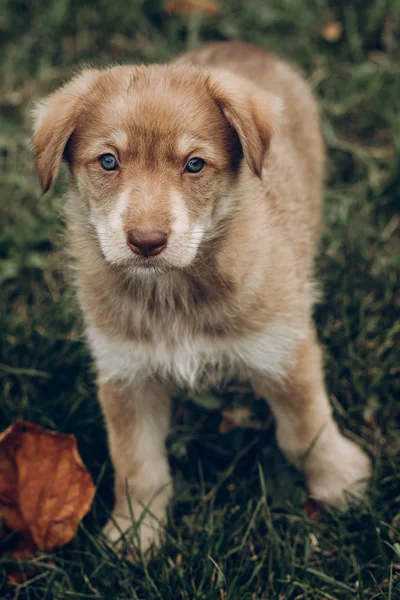 Urocza puppy brązowy z niesamowite niebieskie oczy na tle aut — Zdjęcie stockowe