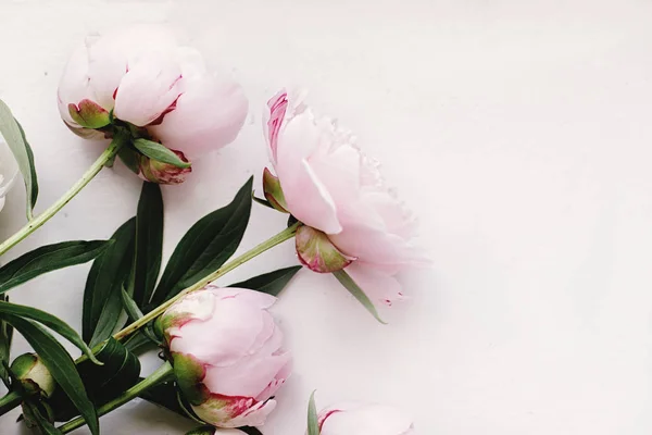 Piwonia piękny różowy kwiaty — Zdjęcie stockowe