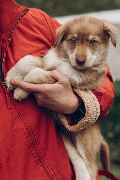 Lindo cachorro marrón — Foto de Stock