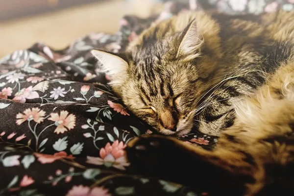 Brun tabby dormir sur le lit — Photo