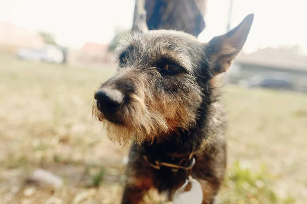 Cão de abrigo, conceito de adoção — Fotografia de Stock