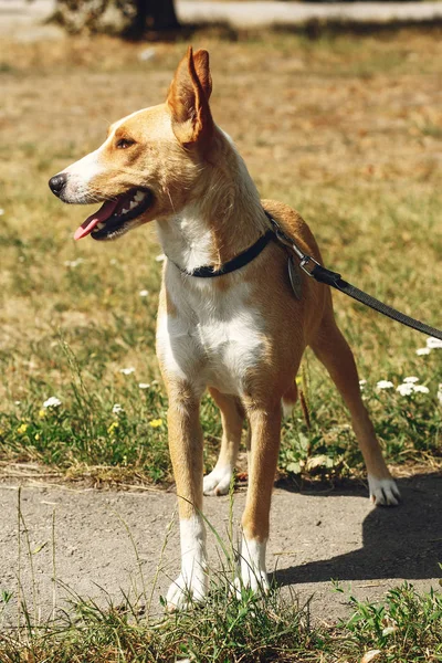 Hund från skydd, antagandet koncept — Stockfoto