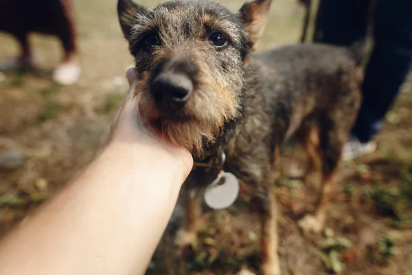 Köpek--dan sığınak, evlat edinmek kavramı — Stok fotoğraf