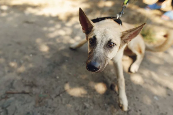 Big brown scared dog from shelter — Stock Photo, Image