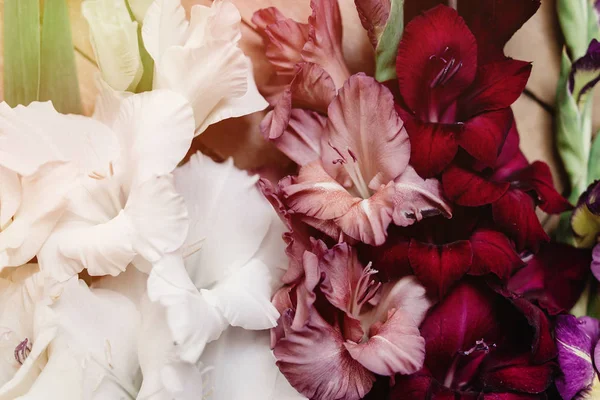 Красивые гладиолусы в разных цветах — стоковое фото