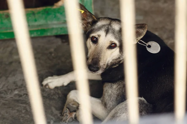 Trauriger Hund liegt im Tierheim-Käfig — Stockfoto