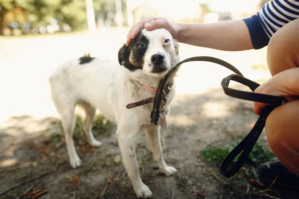 Mão de homem acariciar cão assustado — Fotografia de Stock