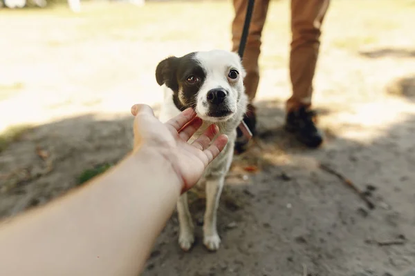 Köpek--dan sığınak, evlat edinmek kavramı — Stok fotoğraf