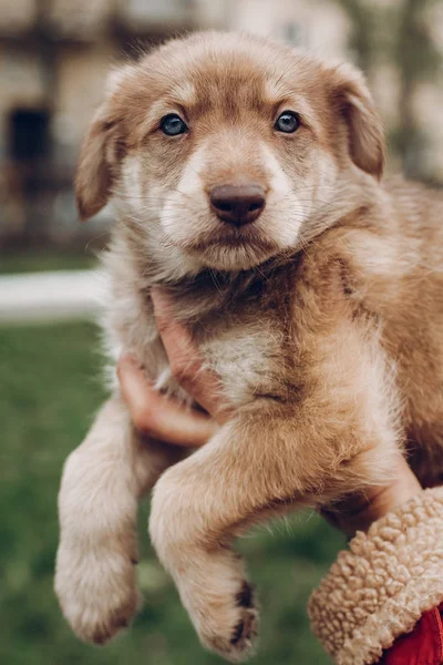 Adorable cachorro marrón con increíbles ojos azules en las manos de la mujer en ba — Foto de Stock