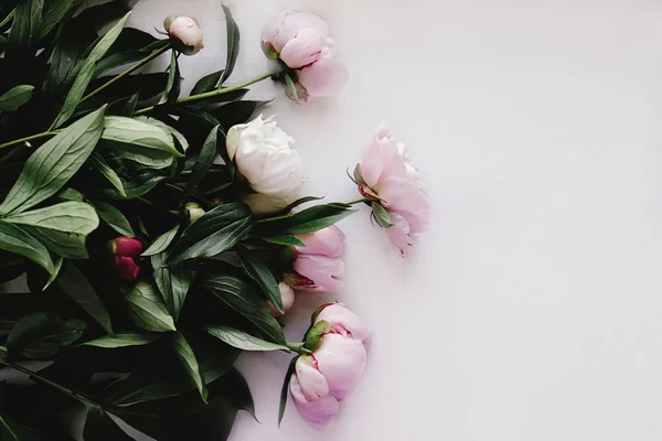 Lovely peony pink  flowers — Stock Photo, Image