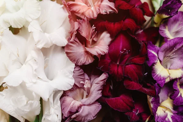 Красивые цветы гладиолуса — стоковое фото