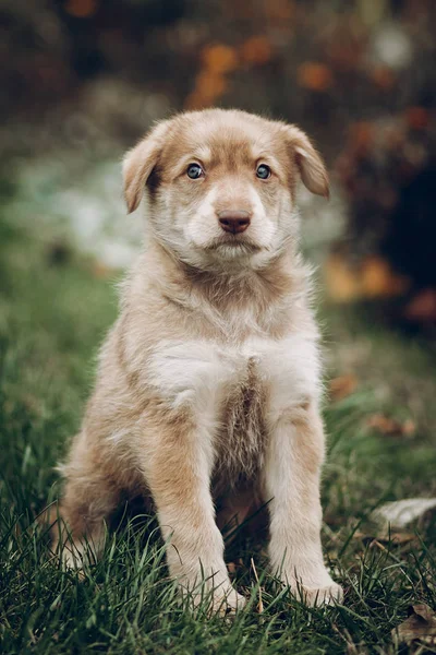 aut arka plan üzerinde şaşırtıcı mavi gözlü çok güzel kahverengi köpek yavrusu