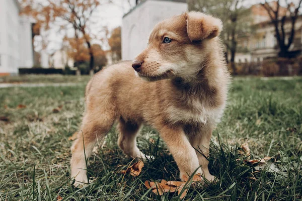 aut arka plan üzerinde şaşırtıcı mavi gözlü çok güzel kahverengi köpek yavrusu