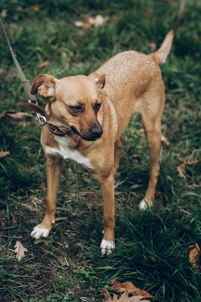 oynayan kahverengi köpek 