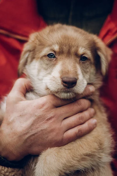 Carino cucciolo marrone — Foto Stock