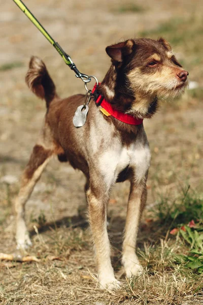 Hund aus Tierheim, Adoptionskonzept — Stockfoto