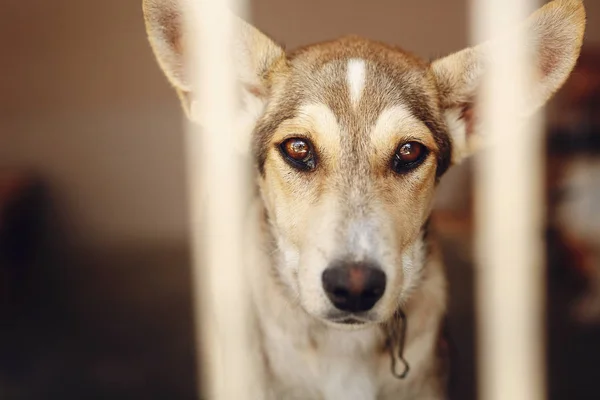 Treurige hond op zoek met ongelukkig ogen — Stockfoto