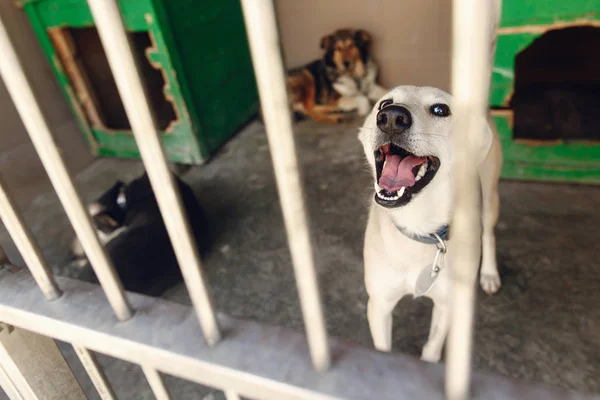 Pup op zoek via opvangcentrum kooi — Stockfoto