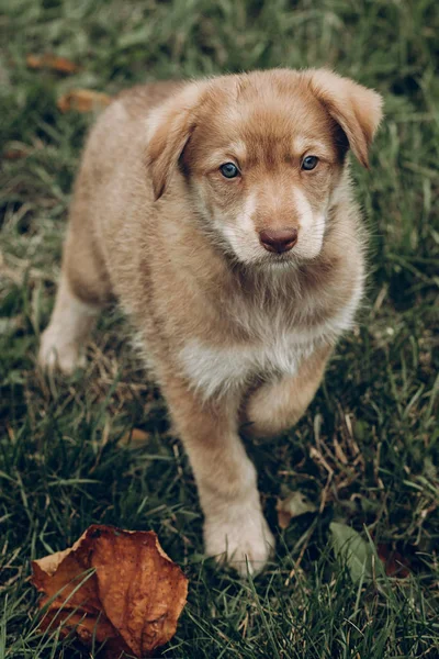 Adorable brown puppy with amazing blue eyes on background of aut — Stock Photo, Image