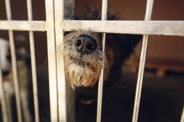 Niedliche kleine Hundewelpen Ponting Nase — Stockfoto