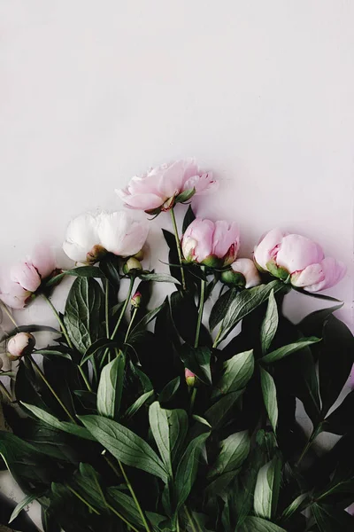 Hermosa peonía flores rosadas — Foto de Stock