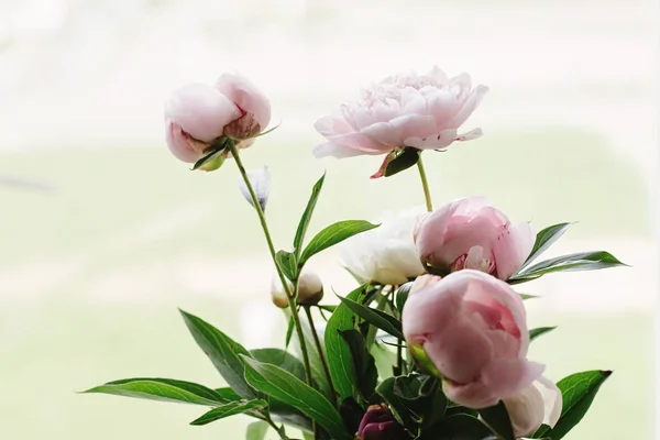 Mooie pioenroos roze en witte bloemen — Stockfoto