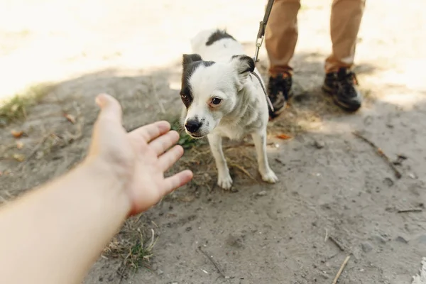 Köpek--dan sığınak, evlat edinmek kavramı — Stok fotoğraf