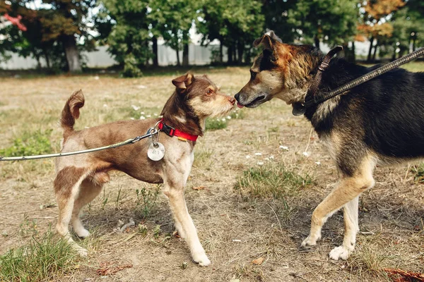 Δύο χαριτωμένα σκυλιά παίζοντας — Φωτογραφία Αρχείου
