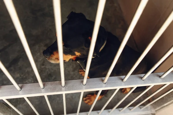 Rotweiler hond in kooi Onderdak — Stockfoto