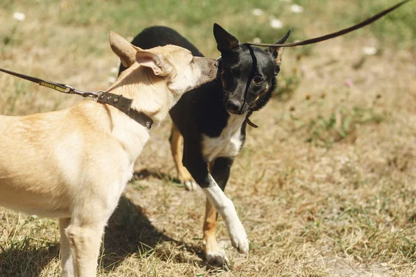 Dois cães bonitos falando jogar — Fotografia de Stock