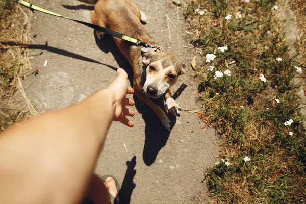 Рука человека ласкает коричневую собаку — стоковое фото