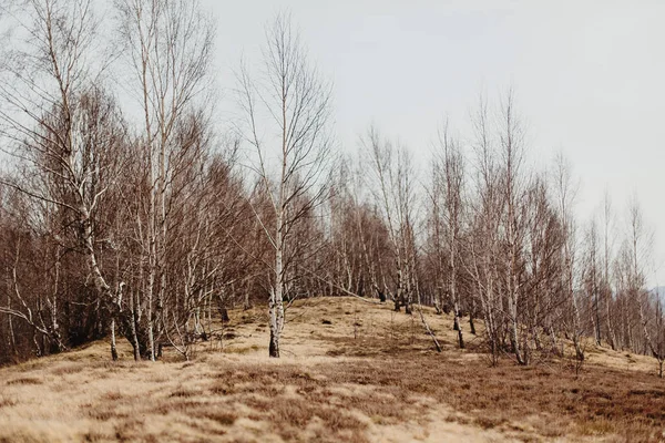 白樺の森の素晴らしい風景を見る — ストック写真