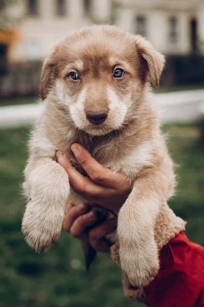 Adorable cachorro marrón con increíbles ojos azules en las manos de la mujer en ba —  Fotos de Stock